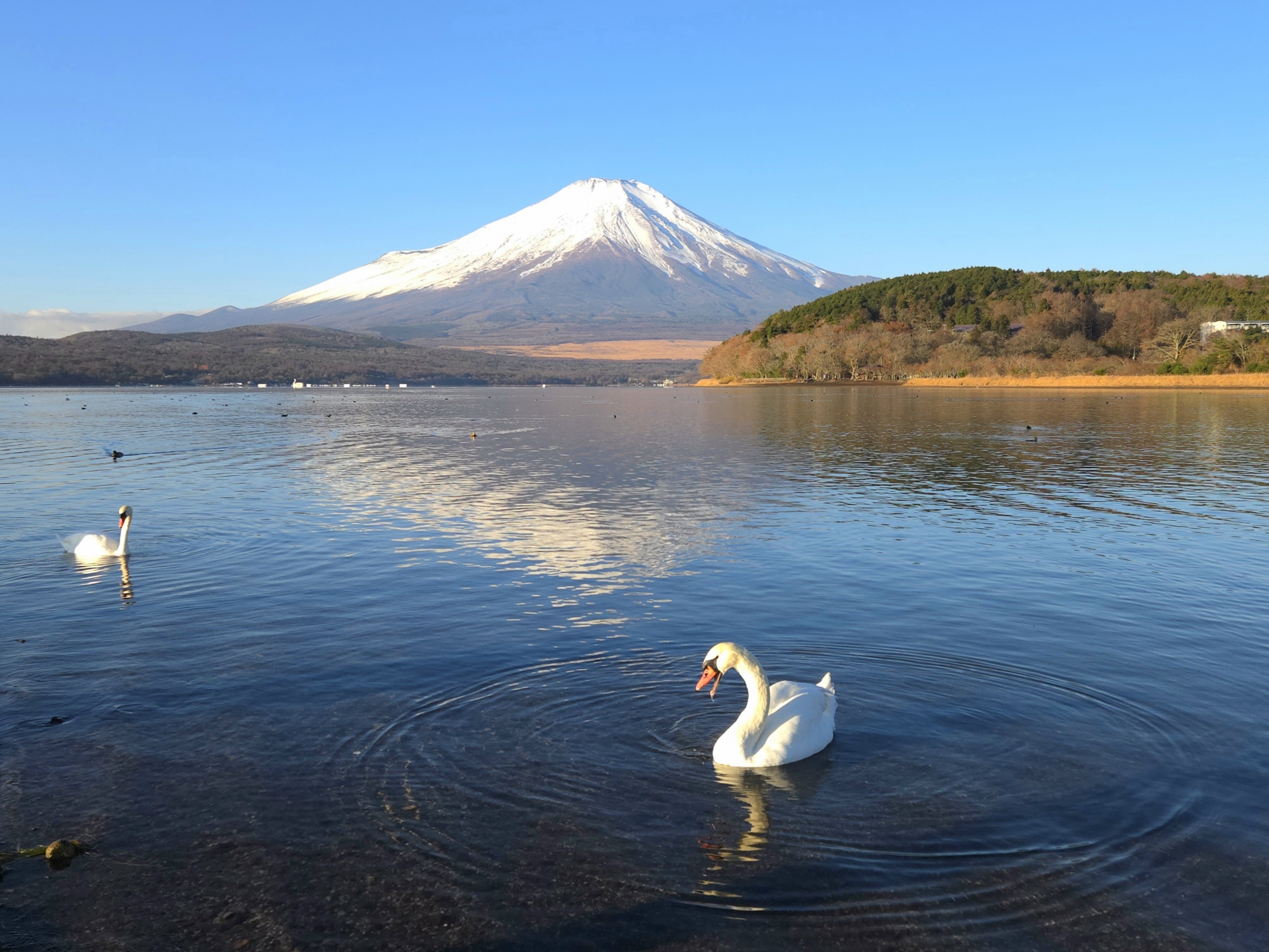 富士五湖の民泊代行サービス完全ガイド|運営のプロが選び方から料金まで徹底解説